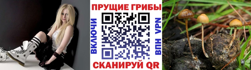 Псилоцибиновые грибы мицелий  Семилуки 